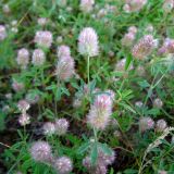 Trifolium arvense