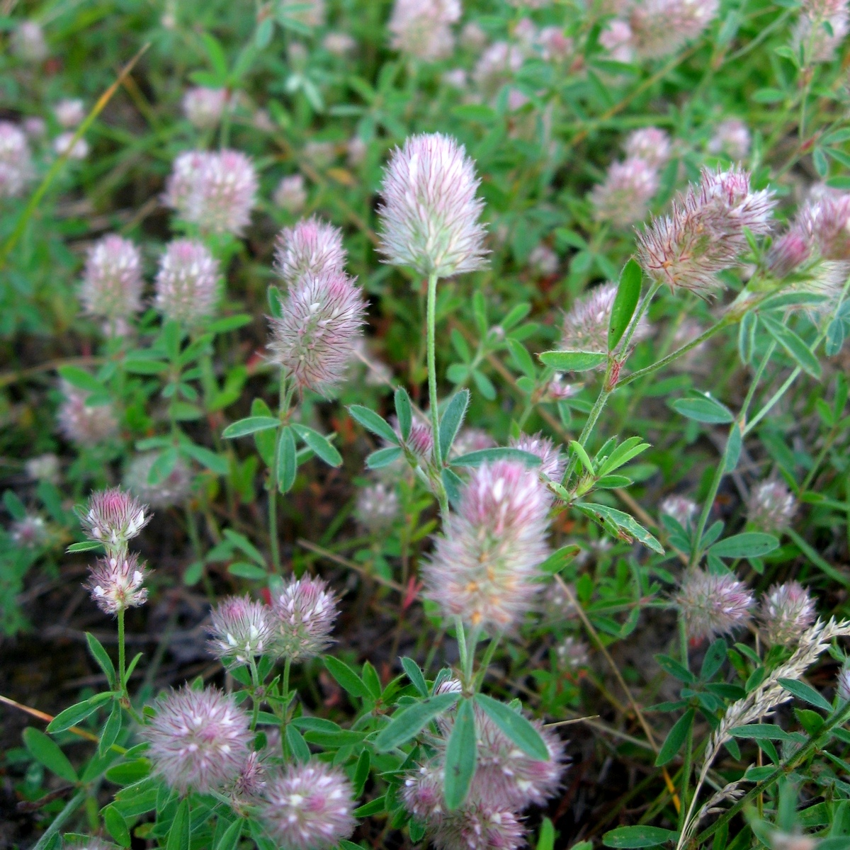 Image of Trifolium arvense specimen.