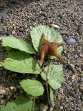 Corylus mandshurica. Веточка с соплодием (видна абаксиальная поверхность листьев). Амурская обл., Архаринский р-н, окр. с. Кундур, широколиственный лес. 29.08.2023.