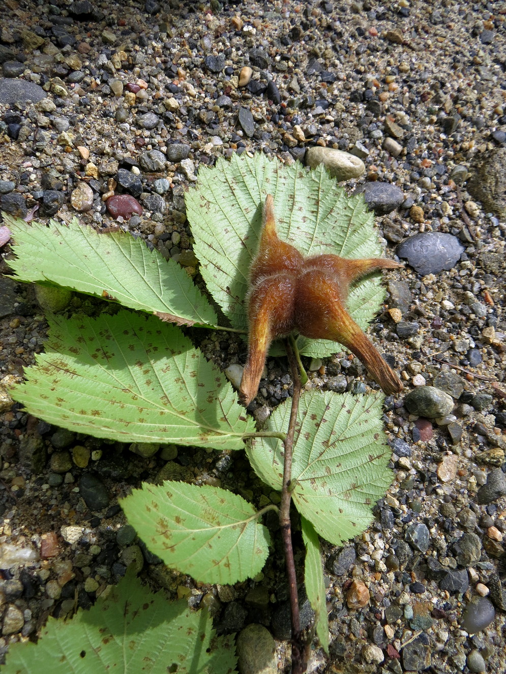 Image of Corylus mandshurica specimen.