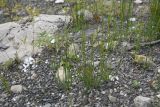 Equisetum ramosissimum. Спороносящие растения. Чечня, Шаройский р-н, долина р. Цесиахк, 1 км ниже водопада Цеси, сухое русло. 11 августа 2023 г.