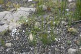 Equisetum ramosissimum