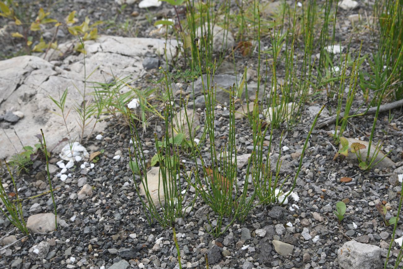 Image of Equisetum ramosissimum specimen.