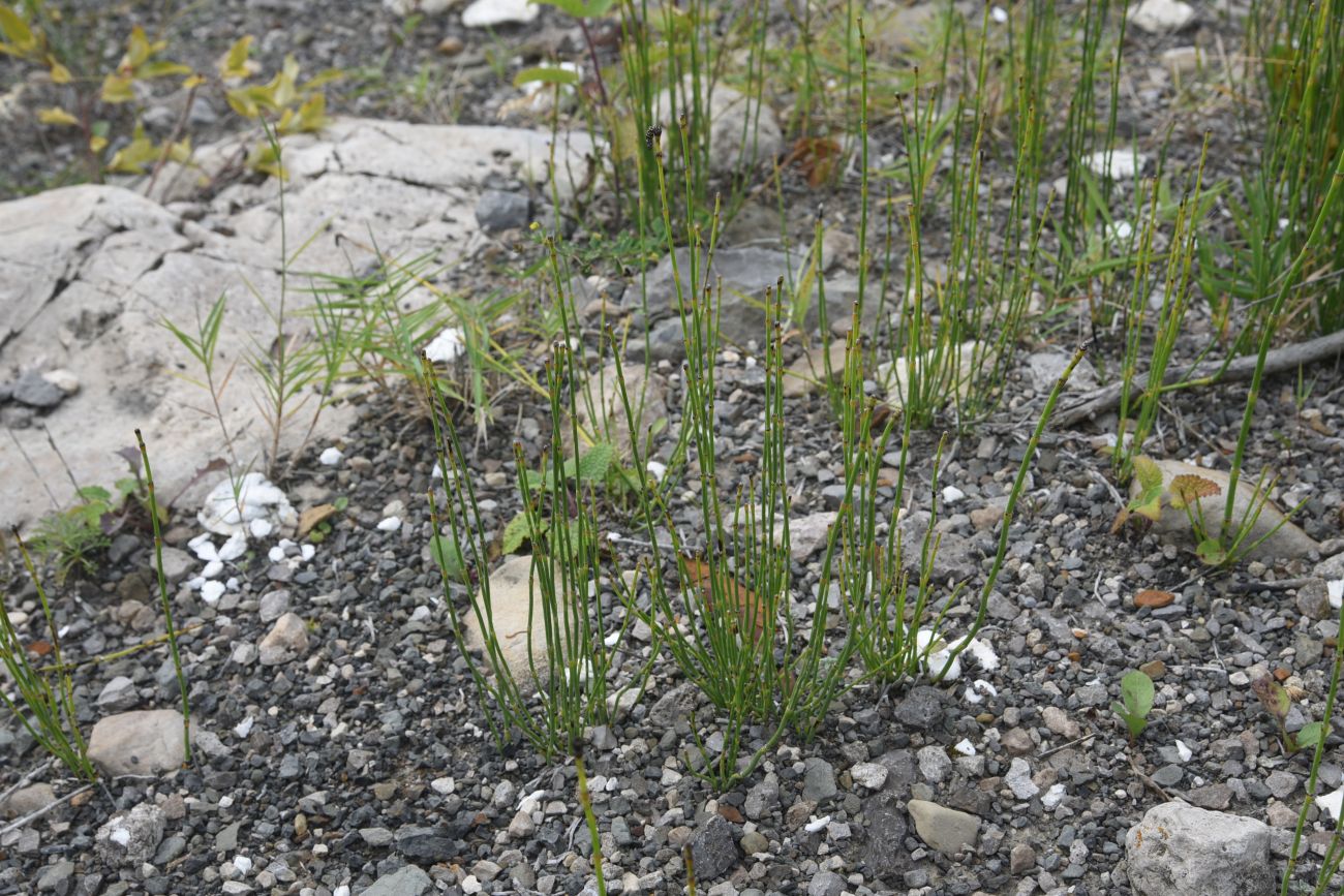 Изображение особи Equisetum ramosissimum.