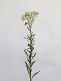 род Achillea