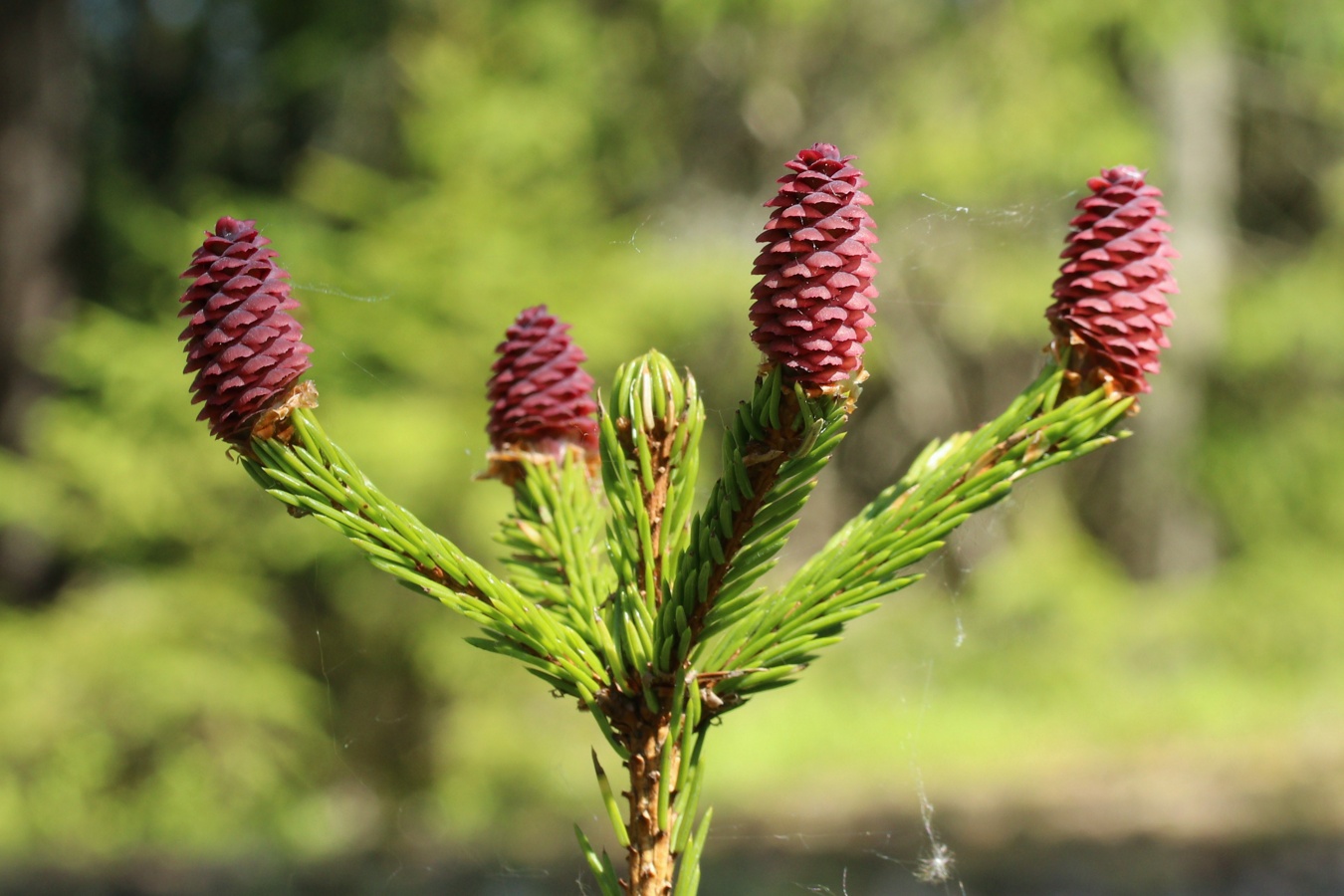 Изображение особи Picea &times; fennica.