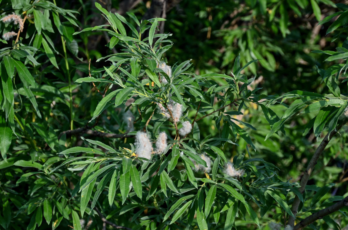 Image of genus Salix specimen.