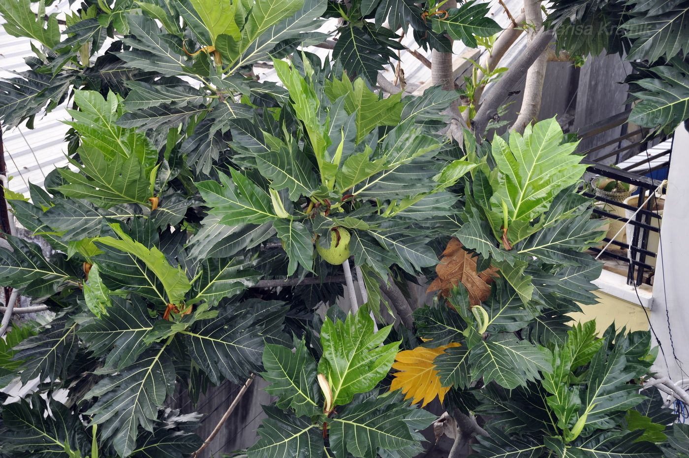 Изображение особи Artocarpus altilis.