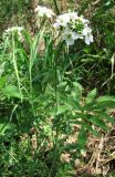 Cardamine dentata