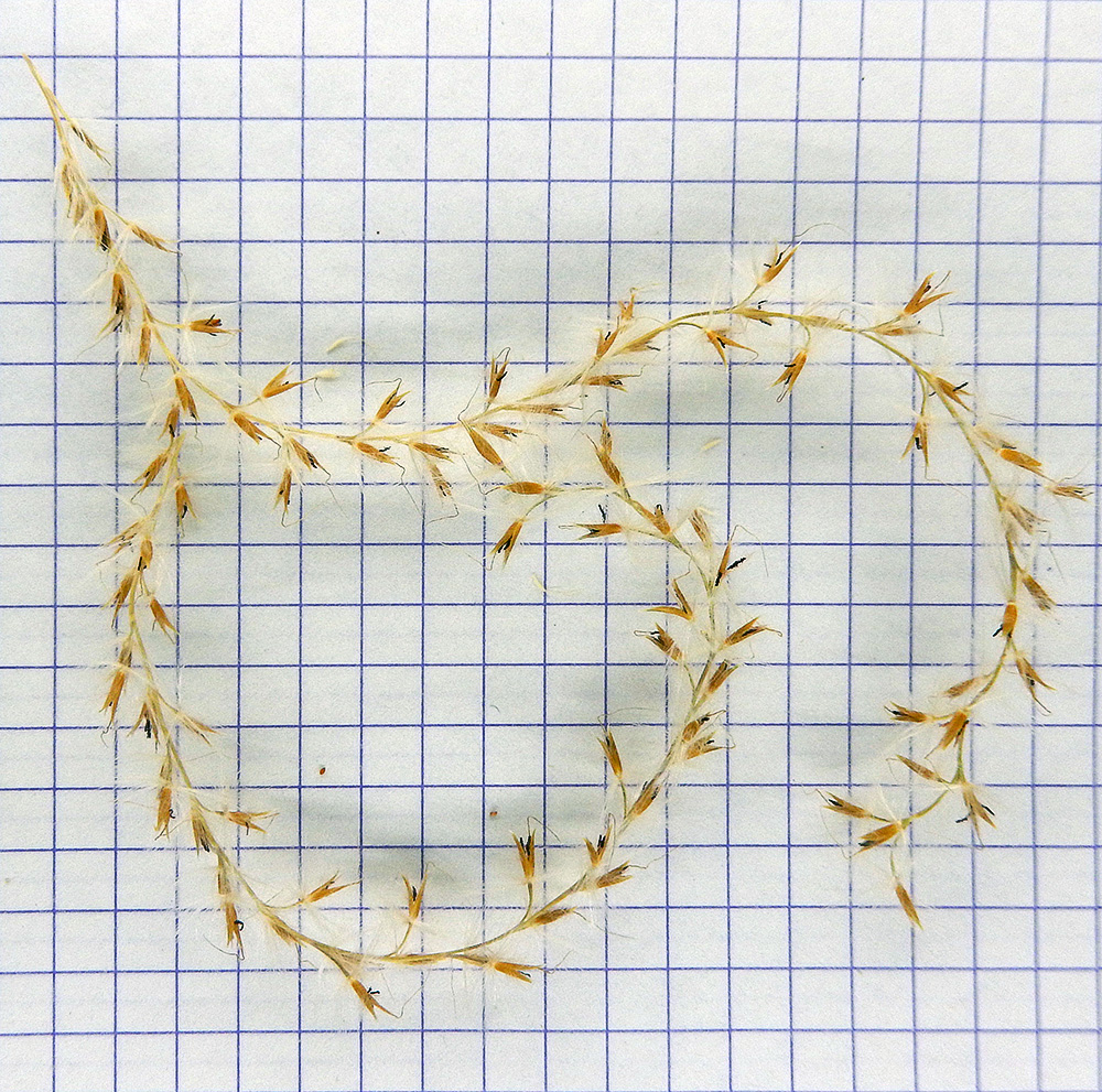 Image of Miscanthus sinensis specimen.