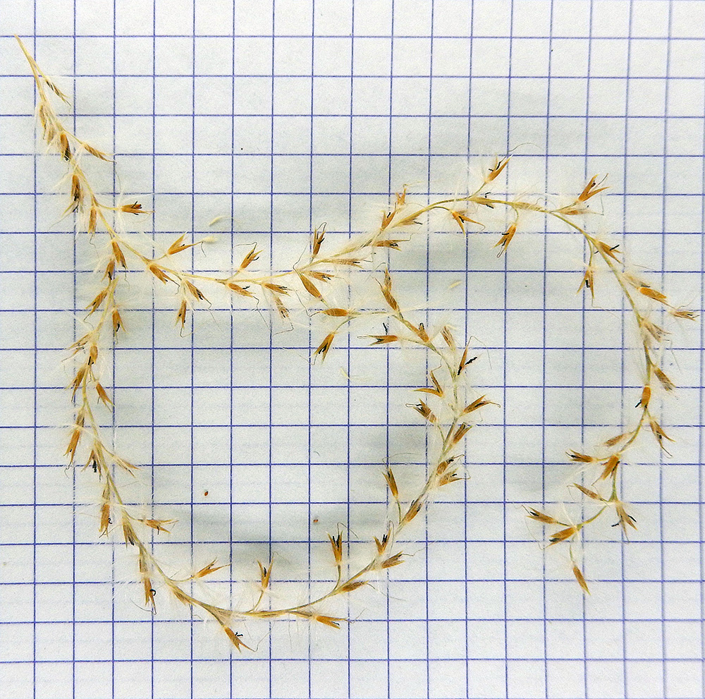 Изображение особи Miscanthus sinensis.