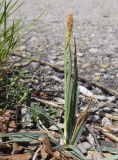 genus Carex