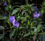 Vinca minor