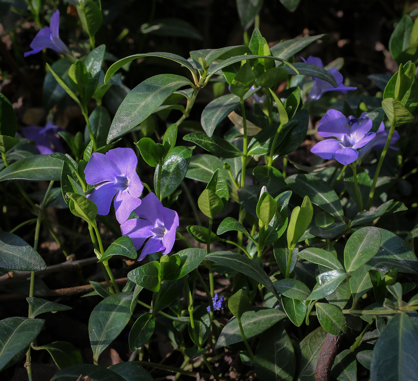 Image of Vinca minor specimen.