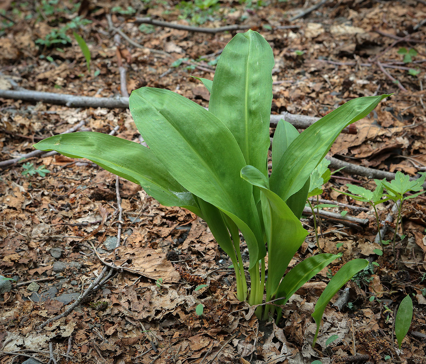 Image of Allium ursinum specimen.