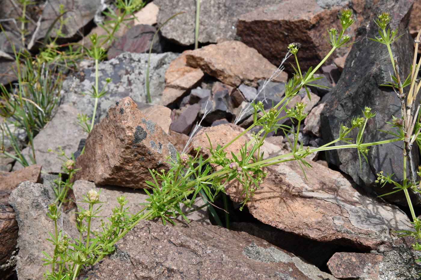 Изображение особи Galium aparine.