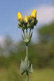 Blackstonia perfoliata