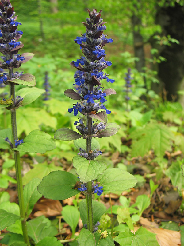 Image of Ajuga reptans specimen.