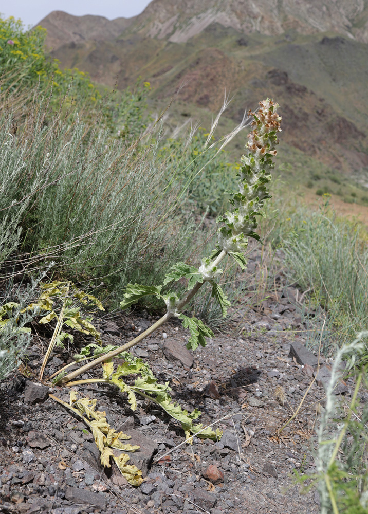 Изображение особи Phlomoides speciosa.