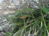 род Carex