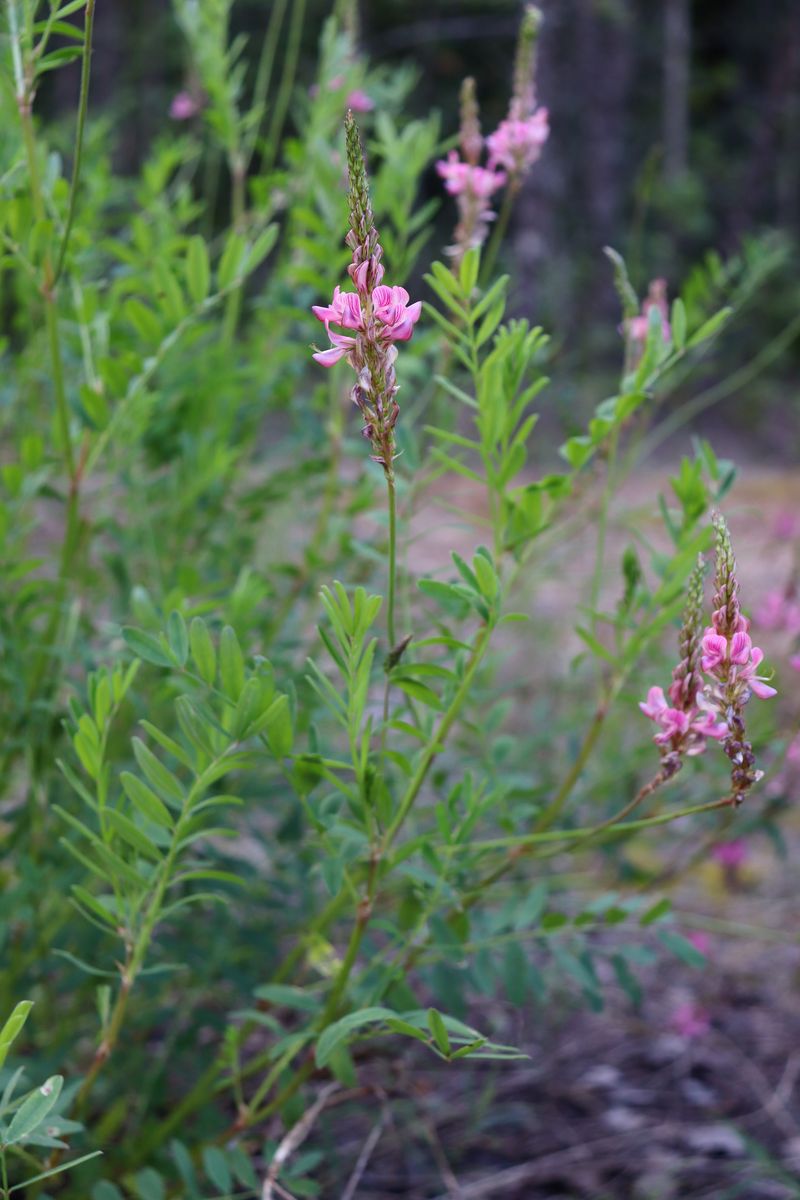 Изображение особи Onobrychis arenaria.