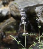 Mentha subspecies typhoides