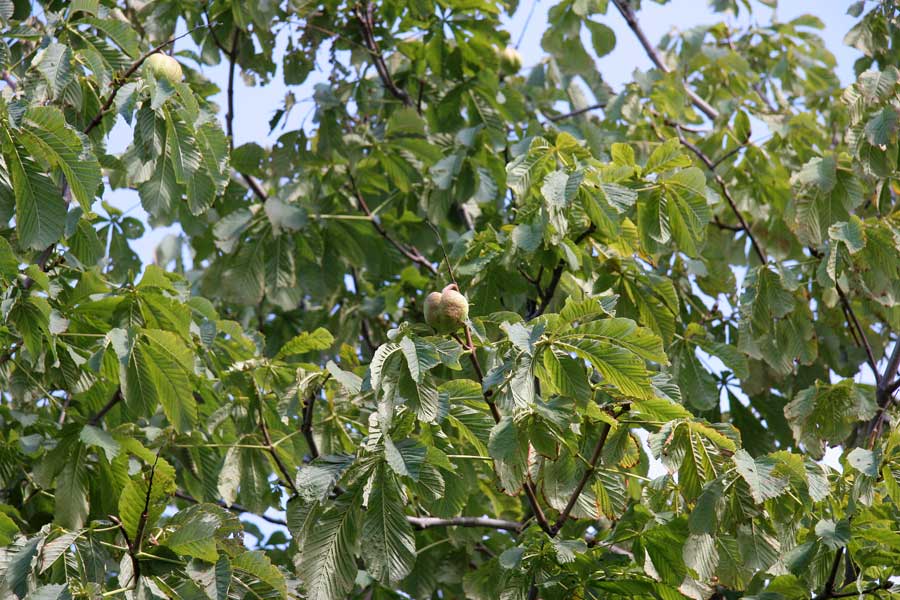 Изображение особи Aesculus flava.