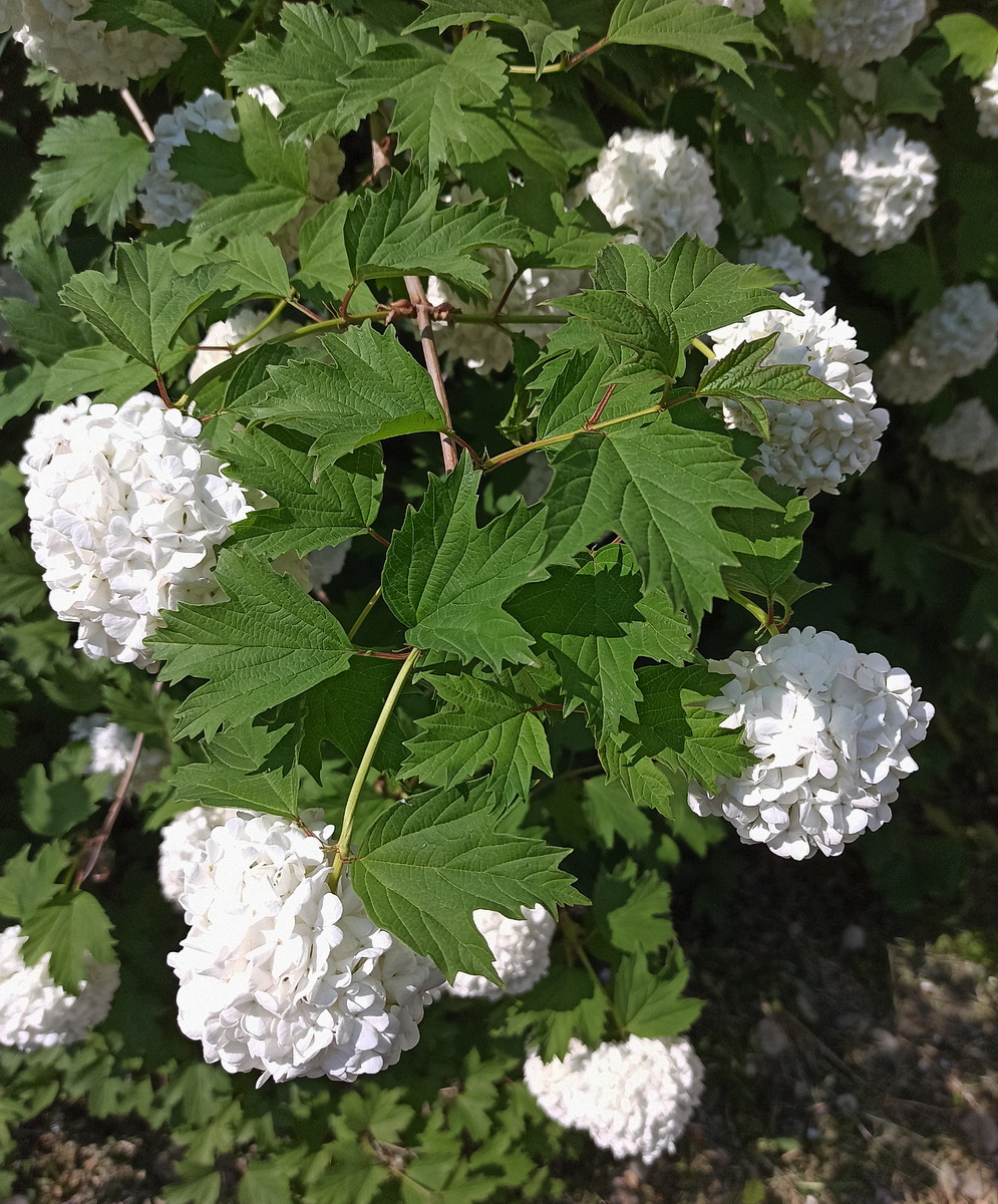 Изображение особи Viburnum opulus f. roseum.