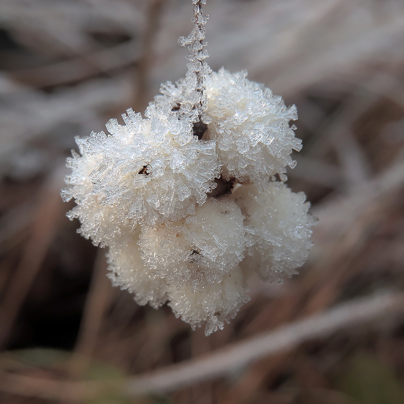 Image of Symphoricarpos albus var. laevigatus specimen.