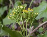 Delairea odorata