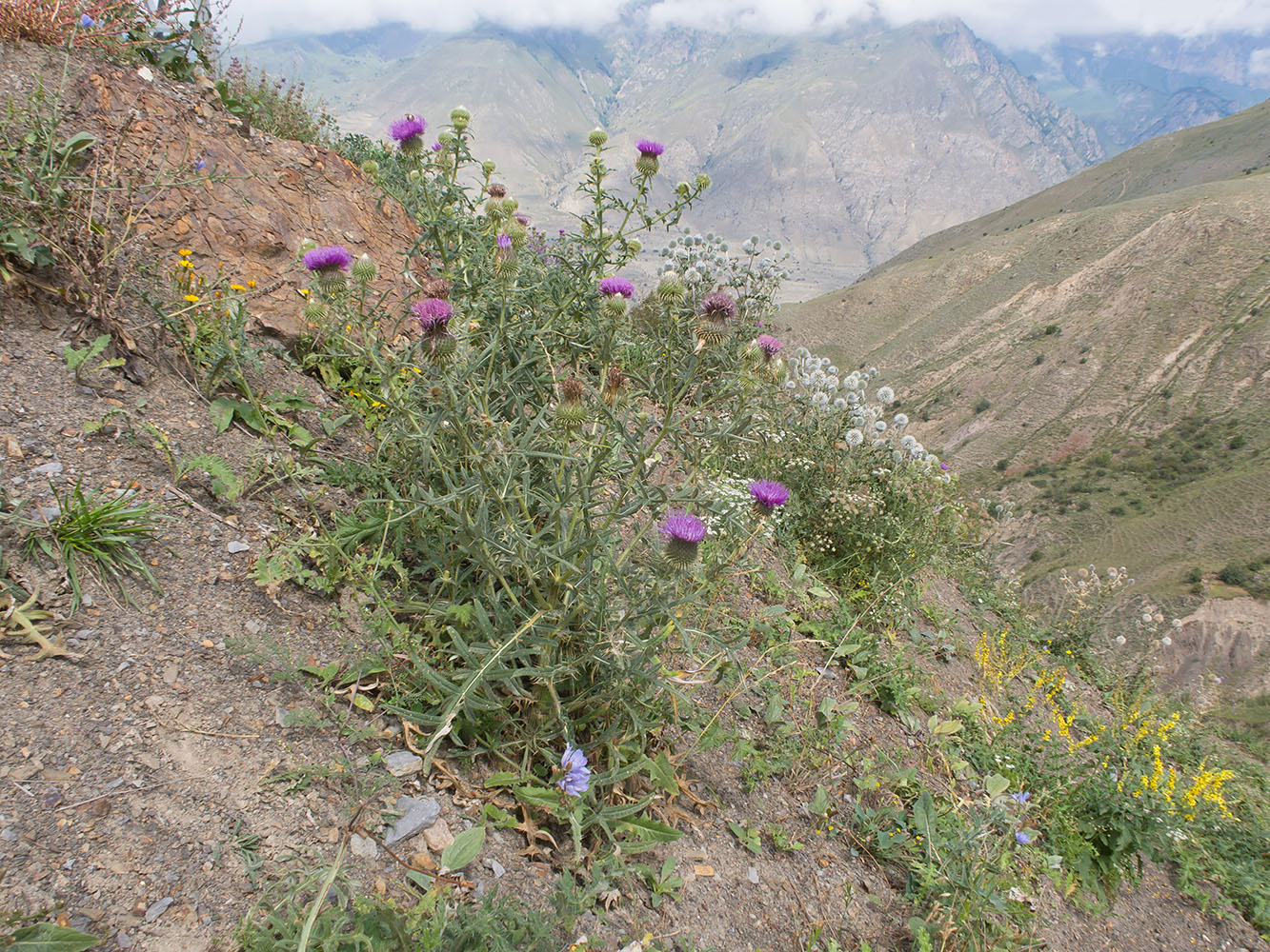 Изображение особи Cirsium ciliatum.