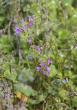 Lamium amplexicaule
