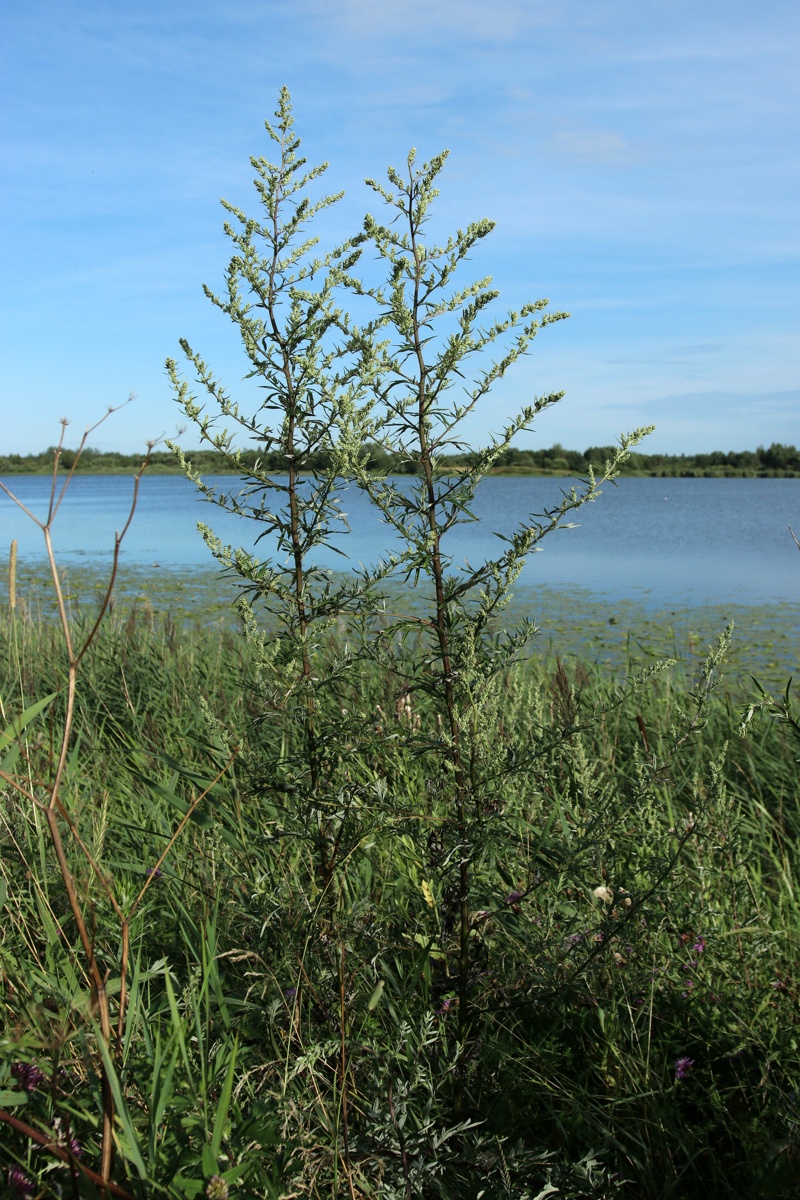 Изображение особи Artemisia vulgaris.