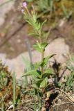 genus Epilobium
