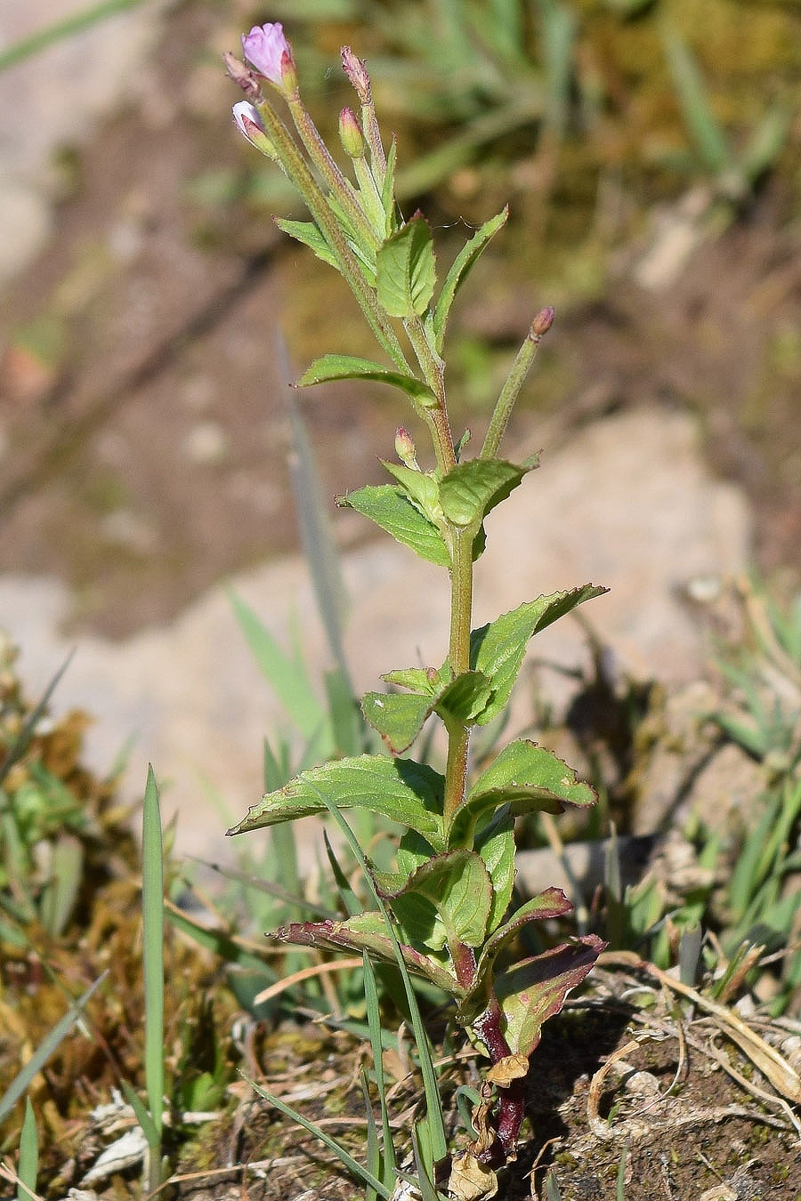 Изображение особи род Epilobium.