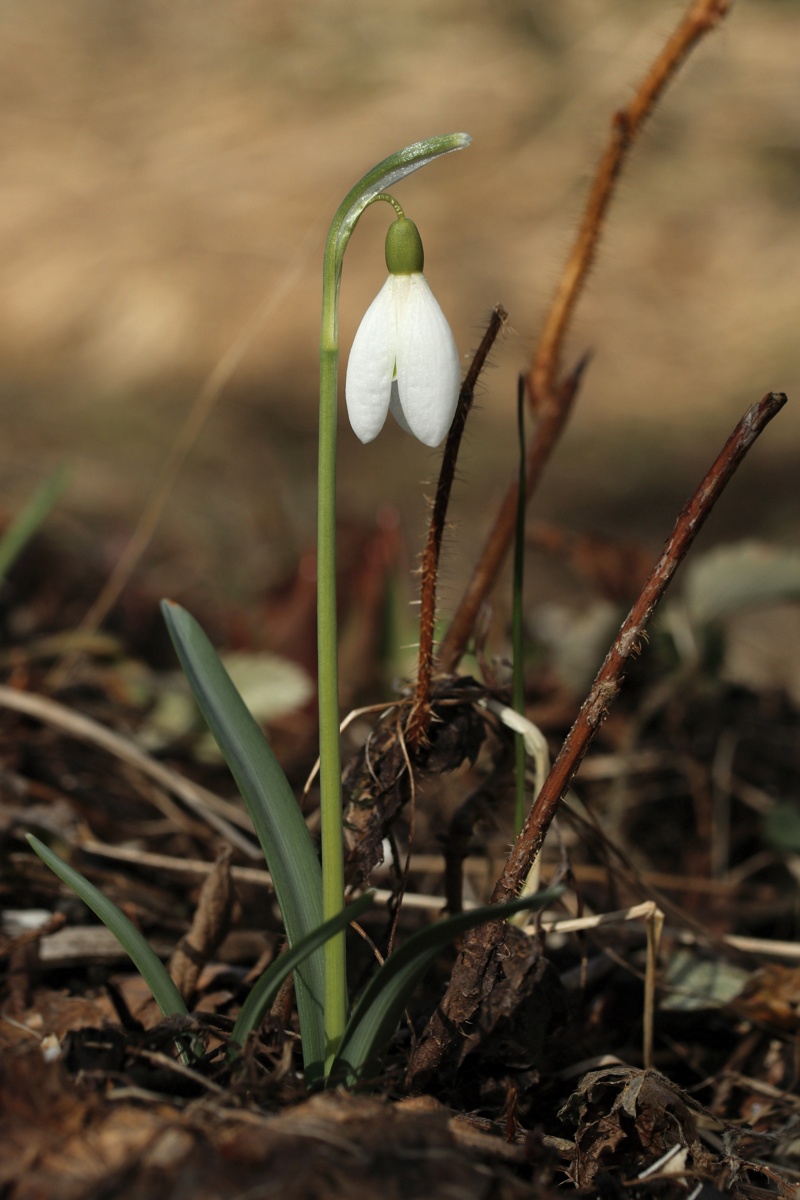 Image of Galanthus nivalis specimen.
