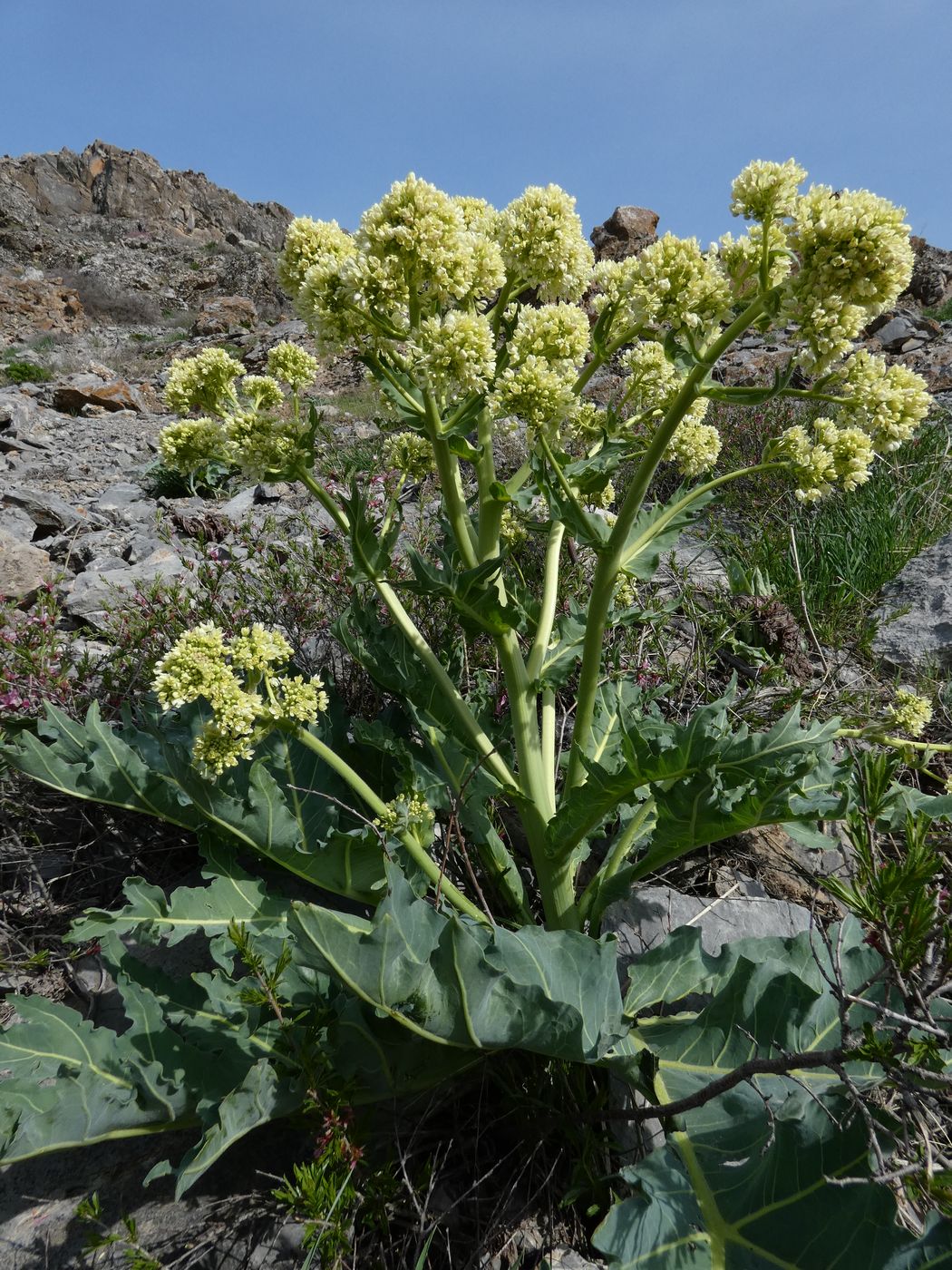 Image of Megacarpaea orbiculata specimen.