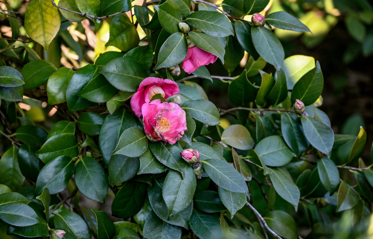 Image of Camellia japonica specimen.
