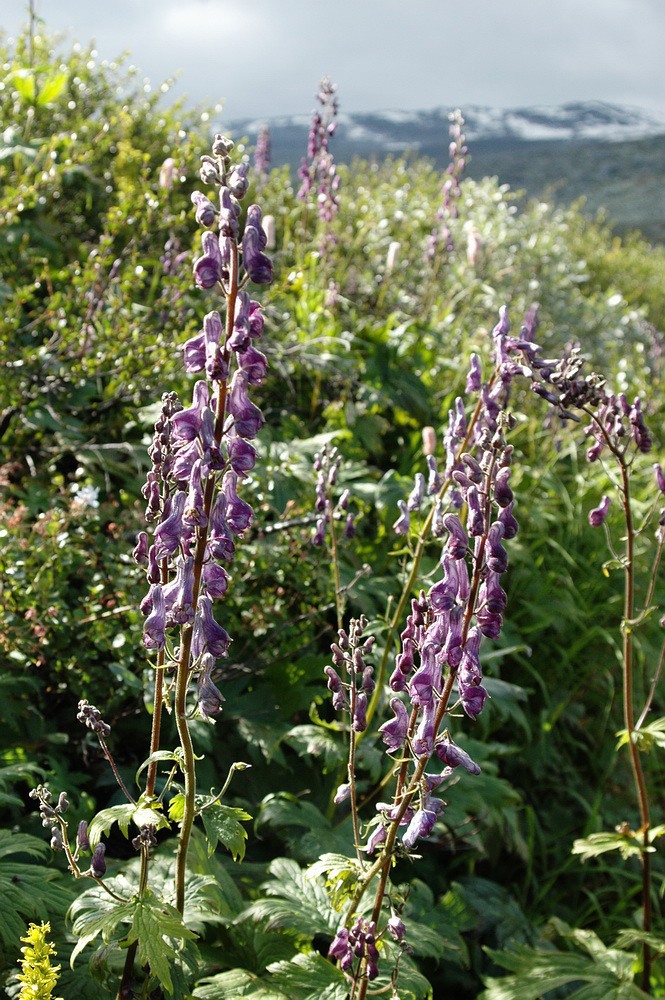 Изображение особи Aconitum septentrionale.