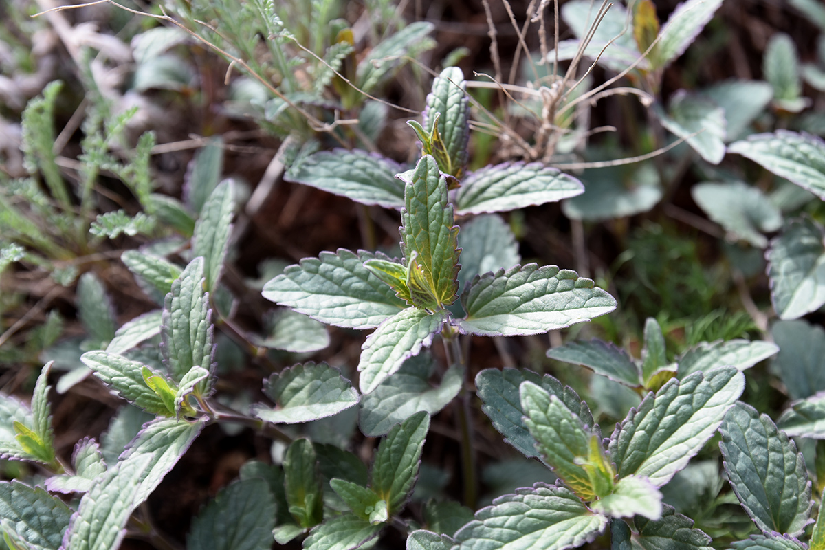 Image of Nepeta ucranica specimen.