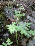 Physocaulis nodosus. Цветущее растение. Узбекистан, Джизакская обл., хр. Нуратау, Нуратинский запов., ур. Гурдара, ок. 700 м н.у.м., берег ручья. 24.04.2025.