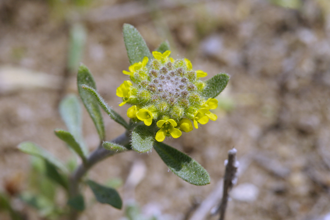Изображение особи Alyssum turkestanicum var. desertorum.