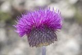 Смотреть изображение Carduus uncinatus подвид davisii