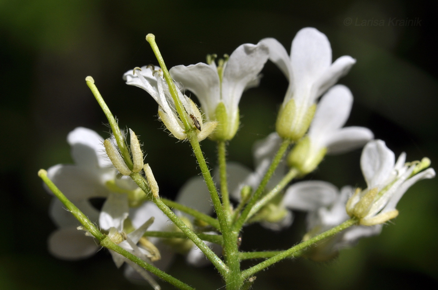 Image of Cardamine leucantha specimen.