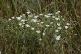Stellaria dichotoma