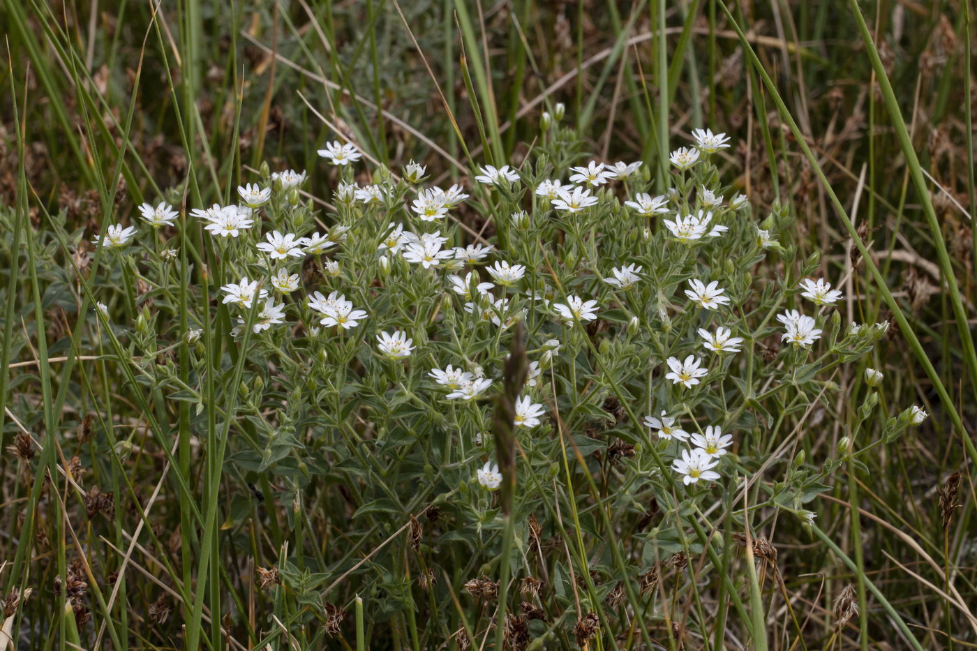 Изображение особи Stellaria dichotoma.