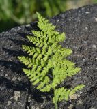 View full-size image Cystopteris fragilis