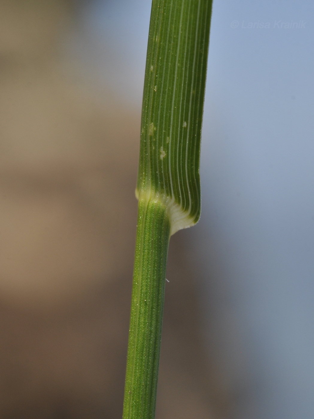 Image of familia Poaceae specimen.