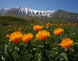 Trollius altaicus