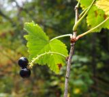 Ribes biebersteinii. Верхушка ветви с плодами. Северная Осетия, Ирафский р-н, дол. р. Танадон, опушка смешанного леса. 19.09.2024.